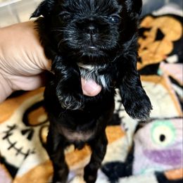 Gidget - Black and white female Shih Tzu puppy in Talladega, Alabama from The Anderson Farms Kennel