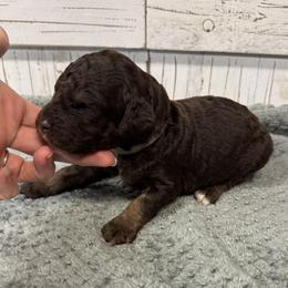 Brandy's Grey Collar Boy 2150.00 - Tri-color male Bernedoodle puppy in Alvin, Texas from JP Southern Doodles