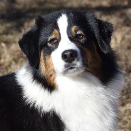 Chanel - Australian Shepherd