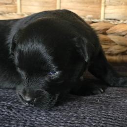 Better Davis - Black & white female Miniature Australian Shepherd puppy in Paris, Texas from Blue Envy Mini Aussies