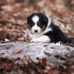 Australian Shepherd Puppies from Riverlook Australian Shepherds