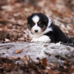 Australian Shepherd Puppies from Riverlook Australian Shepherds