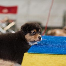 Australian Shepherd Puppies from Diamond Hill Australian Shepherds