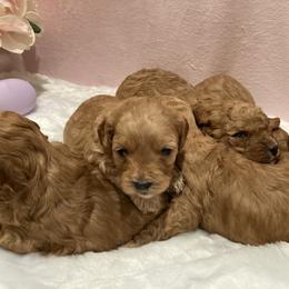 Cockapoo Puppies from Martin's Cockapoos