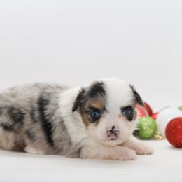 Girl 1 - Blue merle female Miniature American Shepherd puppy in Childress, Texas from Taylor Farms