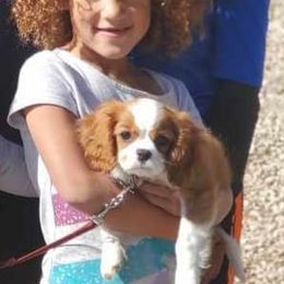 Cavalier King Charles Spaniel Puppies from Castle Rock Cavaliers