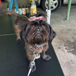 Bella - Shih Tzu