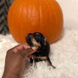 Peaches (Red collar) - Black and tan female Yorkshire Terrier puppy in Selden, New York from Alisha's Yorkshire Terriers