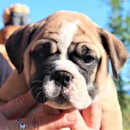 English Bulldog Puppies from Storm Stopping Bulldogs