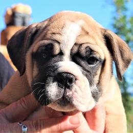 English Bulldog Puppies from Storm Stopping Bulldogs
