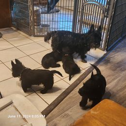 Scottish Terrier Puppies from Charissa Hannabass