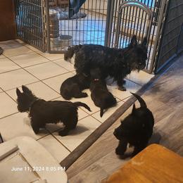 Scottish Terrier Puppies from Charissa Hannabass