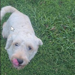 Xira - Cream female Goldendoodle puppy in Itasca, Texas from Goldendoodle by Design