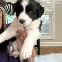 Charm - Black and white female Border Collie puppy in Jonesboro, Arkansas from Hampton Border Collies
