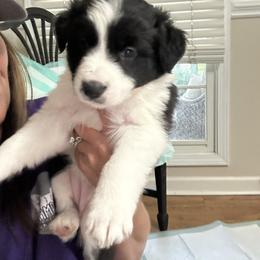 Charm - Black and white female Border Collie puppy in Jonesboro, Arkansas from Hampton Border Collies