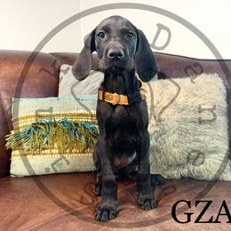 Girl 4 - Great Dane puppy in Stevens Point, Wisconsin from Simko Danes