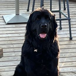 Gabbie - Newfoundland