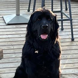 Gabbie - Newfoundland