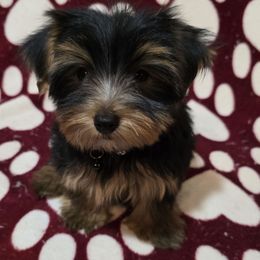 Bennett - Black and tan male Yorkshire Terrier puppy in Aiken, South Carolina from Yorkshires Yorkies