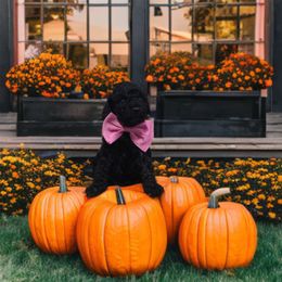 Ginger (Pink Band) - Black female Poodle puppy in Plainfield, New Jersey from Caris Paws Poodles and Labradoodles