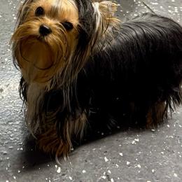 Yorkshire Terrier puppies from Yorkie Blessings