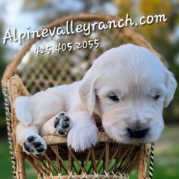 Mr. Black - Light golden male Golden Retriever puppy in Marysville, Washington from Alpine Valley Ranch-European English Cream Golden Retriever