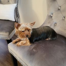 Victoria - Yorkshire Terrier