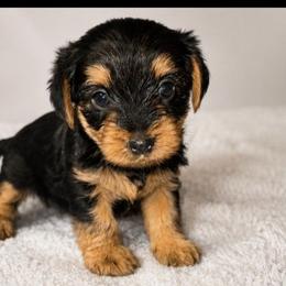 Marshall - Black and tan male Yorkshire Terrier puppy in Broxton, Georgia from More Than Family