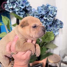 Spider - Fawn male Chinese Shar-Pei puppy in Lehigh Acres, Florida from Florida Wrinkles