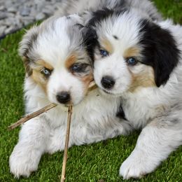 Australian Shepherd and Miniature American Shepherd Puppies from Bright Heart Aussies & Miniature American Shepherds