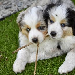 Australian Shepherd and Miniature American Shepherd Puppies from Bright Heart Aussies & Miniature American Shepherds
