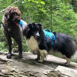 Wirehaired Pointing Griffon All Grown Up from Pine Barron Griffons
