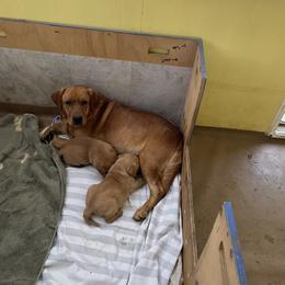 Jack Russell Terrier and Labrador Retriever Puppies from Canine Assist