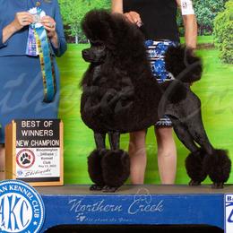 Zahara - Poodle