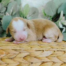 Girl 4 - Red female Bernedoodle puppy in Spanish Fork, Utah from K Brand Doodles