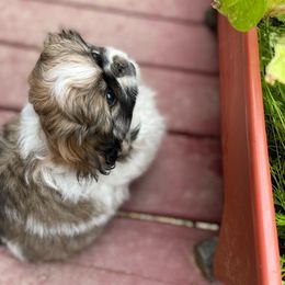 Pekingese Puppies from Della Serra Pekingese