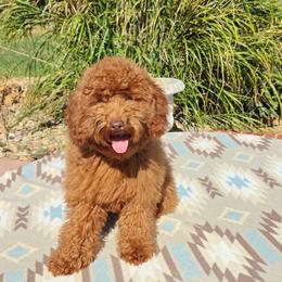 Tillie 8 1 7 - 9 1 7 - 0 5 6 4 - Red female Cavapoo puppy in Dallas, Texas from Halo's Heroes Doodles