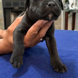 Staffordshire Bull Terrier Puppies from Miguel's Staffordshire Bull Terriers