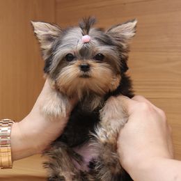 Yorkshire Terriers from Sparkle of Glamour Yorkies