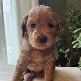 Buddy - Apricot male Goldendoodle puppy in Goshen, Ohio from Land of Goshen Doodles