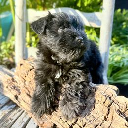 Tara - Black female Miniature Schnauzer puppy in Wewahitchika, Florida from Small But Mighty Schnauzers
