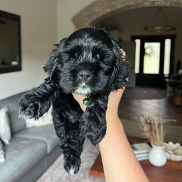 Lemonade - Black male Cocker Spaniel puppy in Tucson, Arizona from Demi Marie