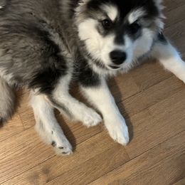 Siberian Husky Puppies from Fluffy Tail Huskies