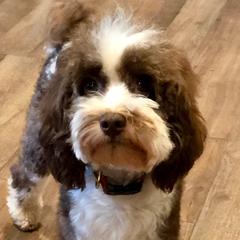 Waldo - Australian Cobberdog