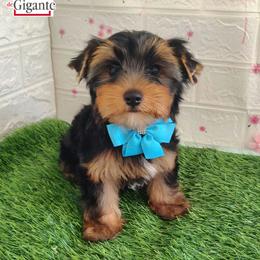 Paul - Black and gold male Yorkshire Terrier puppy in California from Corazon de gigante