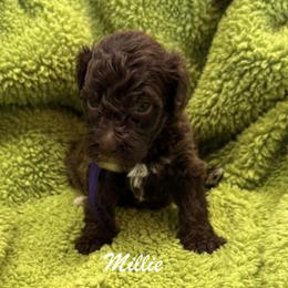TF2731 - Chocolate female Australian Labradoodle puppy in Easley, South Carolina from Royal Diamond Australian Labradoodles