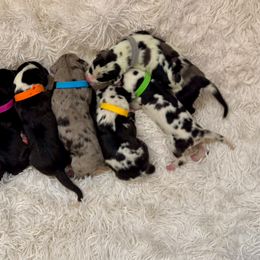 Dachshund and Great Dane Puppies from KIAYA BUTLER