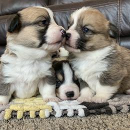 Pembroke Welsh Corgi Puppies from Nunas Corgis