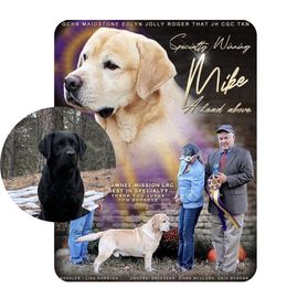 Labrador Retriever puppies from Armory Labradors