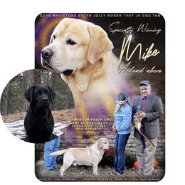 Labrador Retriever puppies from Armory Labradors